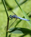 Blue Dragonfly