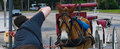 Doesn't the Horse (or mule) Look Entertained?
