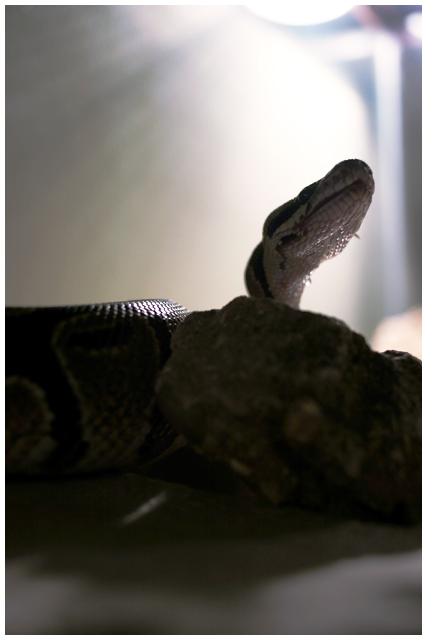 Could I have some more, Please?