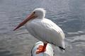 Pondering Pelican