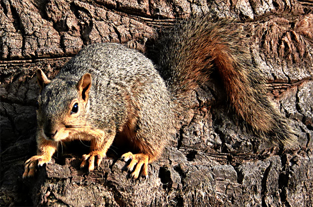squirrel_filtered.jpg