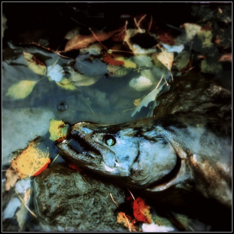 decay