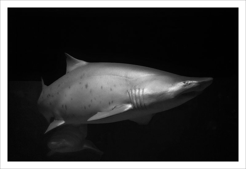 shark tank