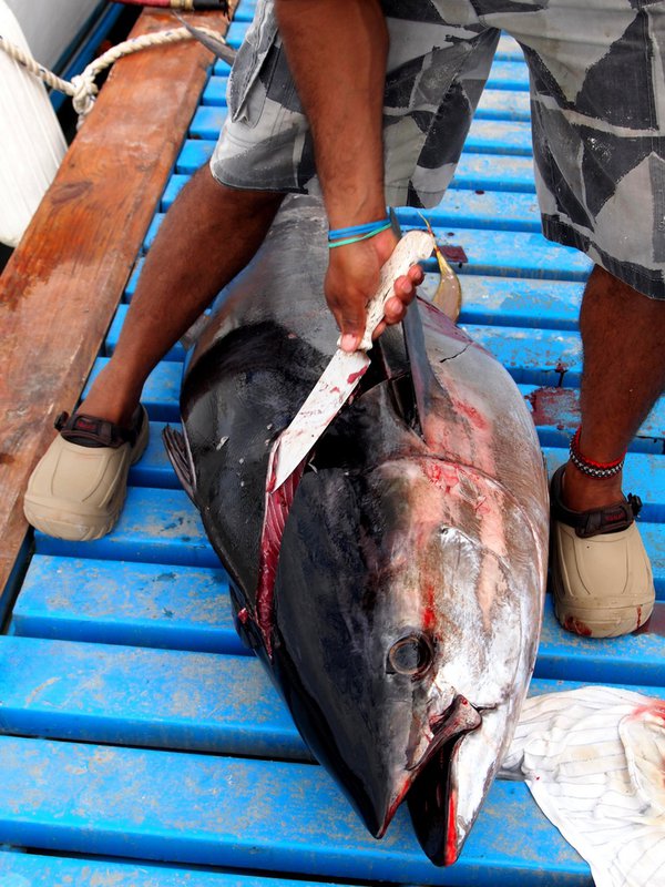tuna