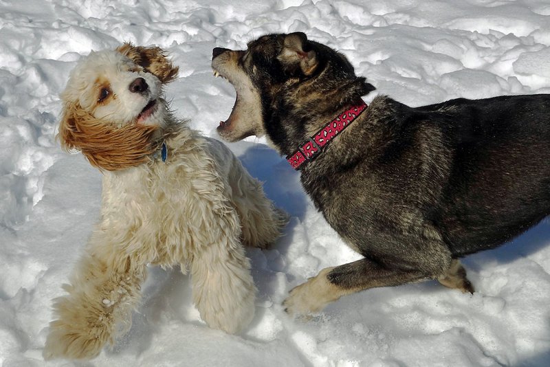 Milo & Laci