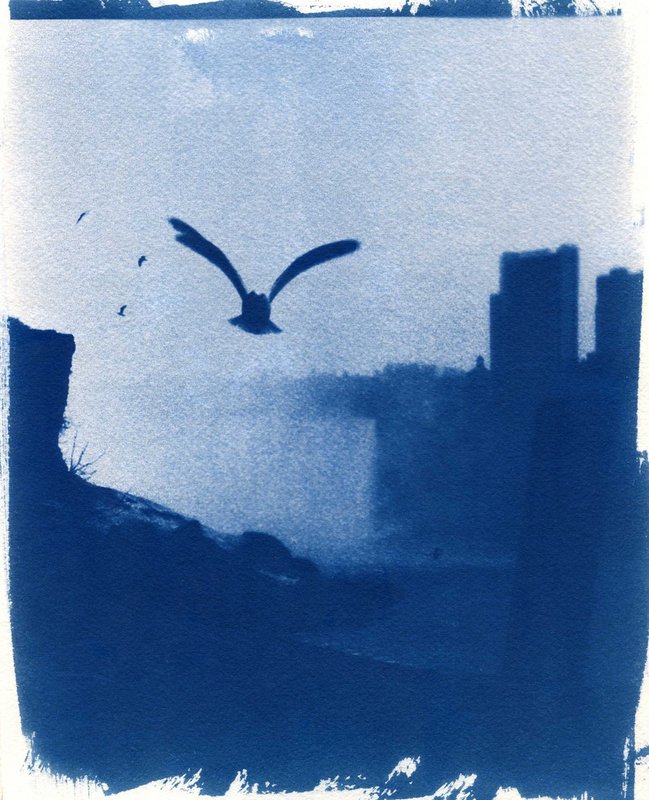 Monday Morning Cyanotype