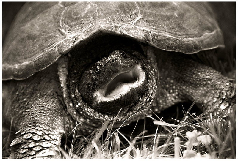 snapping turtle