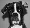 Bogey's Mug