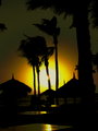 Palm Trees Sunset