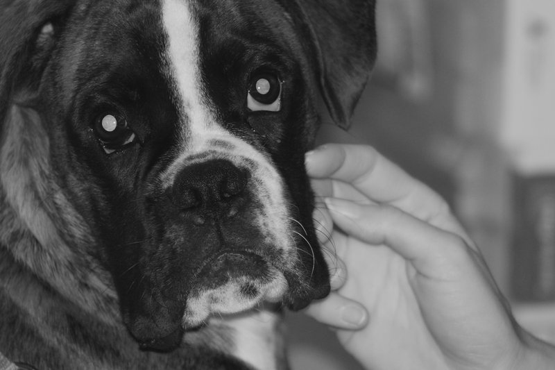 Bogey and hand.JPG