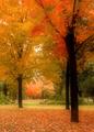 Fall Colors -- Soft Focus Effect no USM