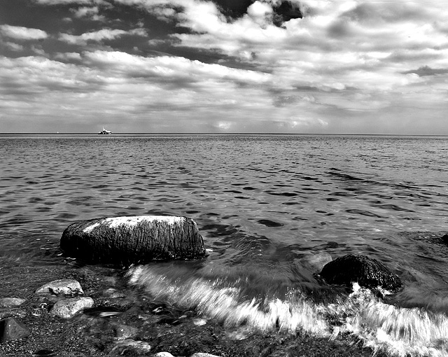 Marine Life