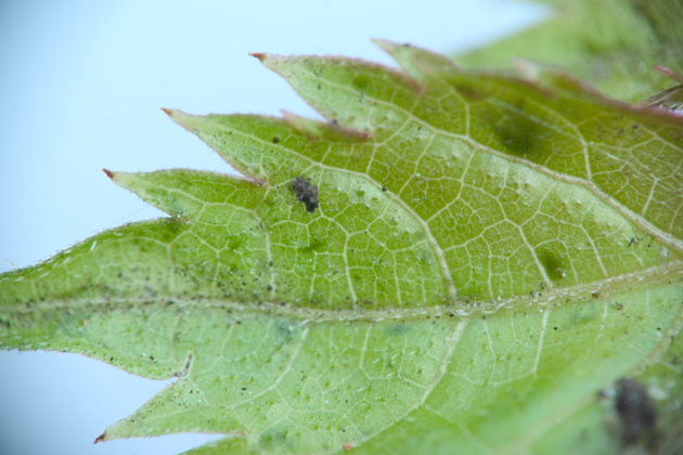 leaf