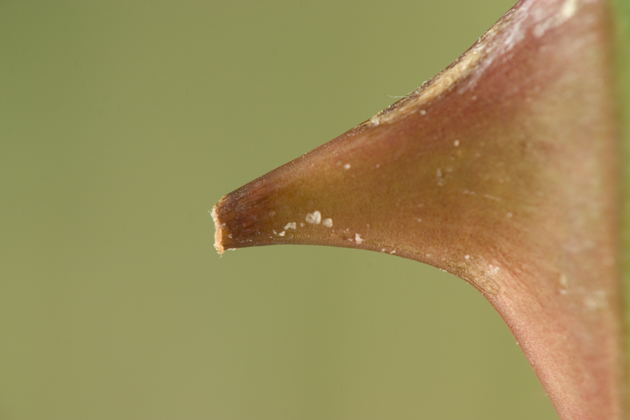 rose thorn