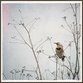 Northern Flicker