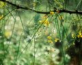 April Shower