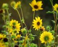 Wild Sunflowers