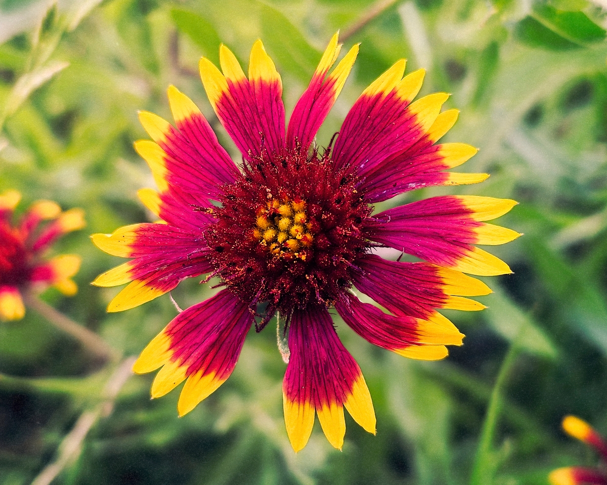 Texas Indian Blanket