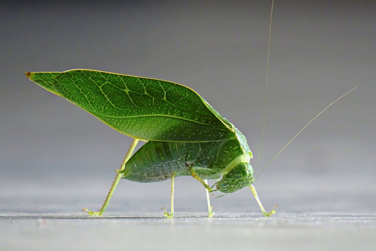 Katydid