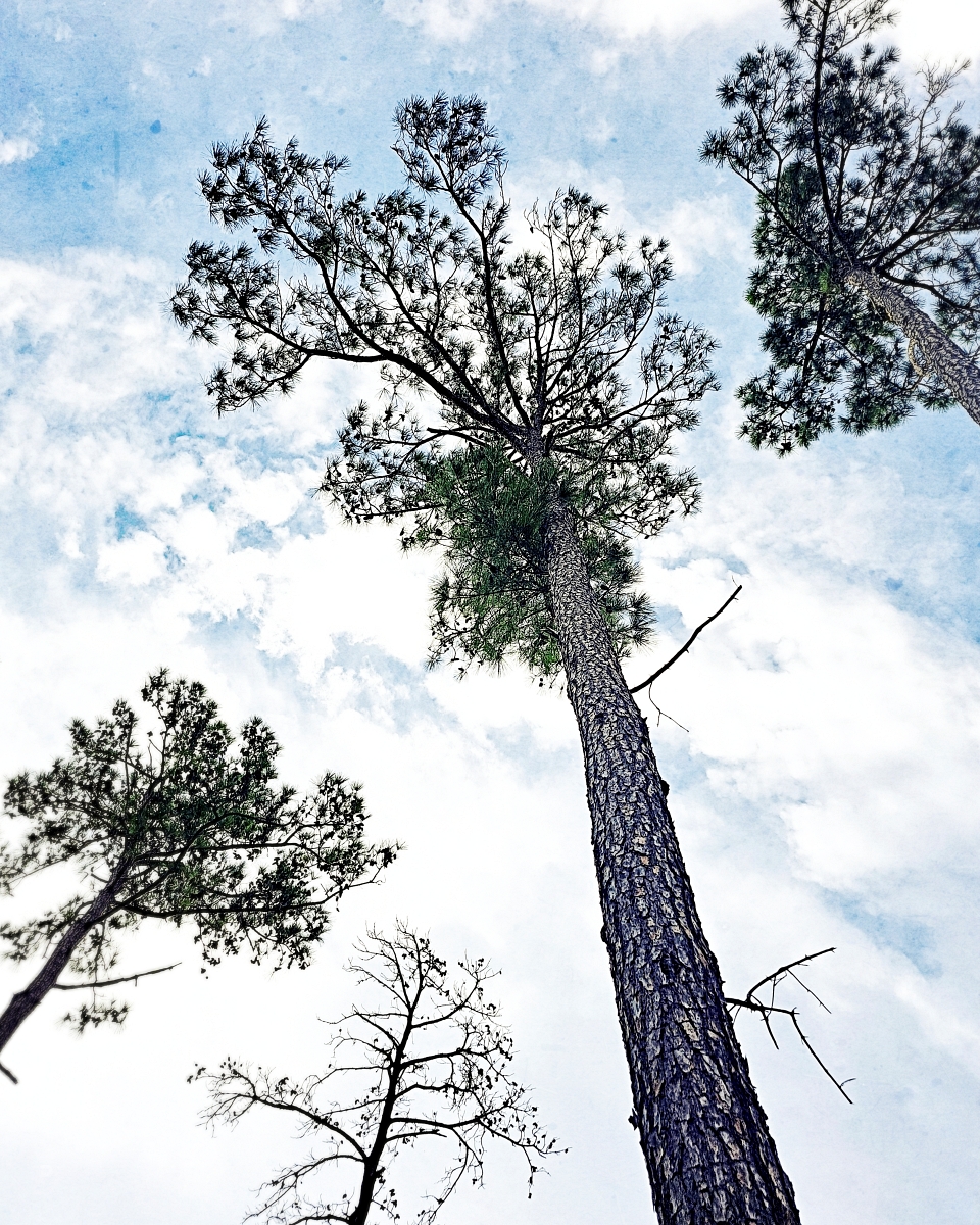 Reach (color variation)