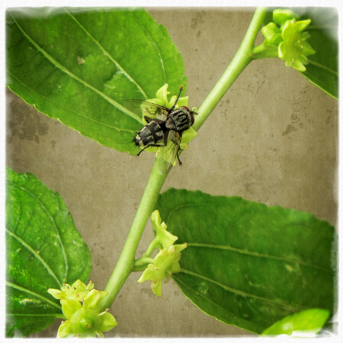 Garden Fly