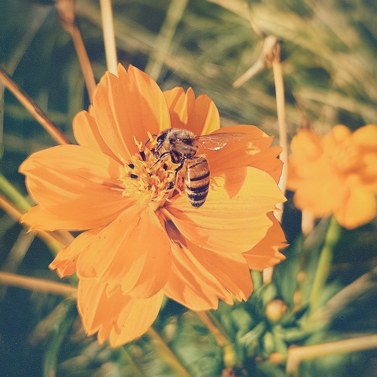 Autumn Blossom with Bee