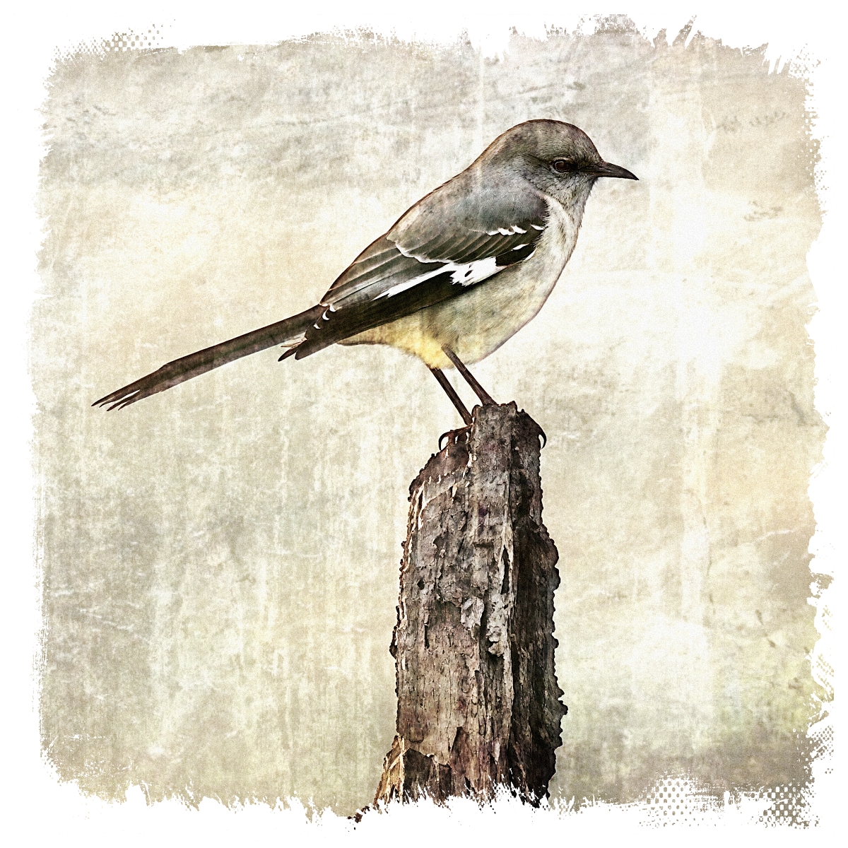 Mockingbird Profile