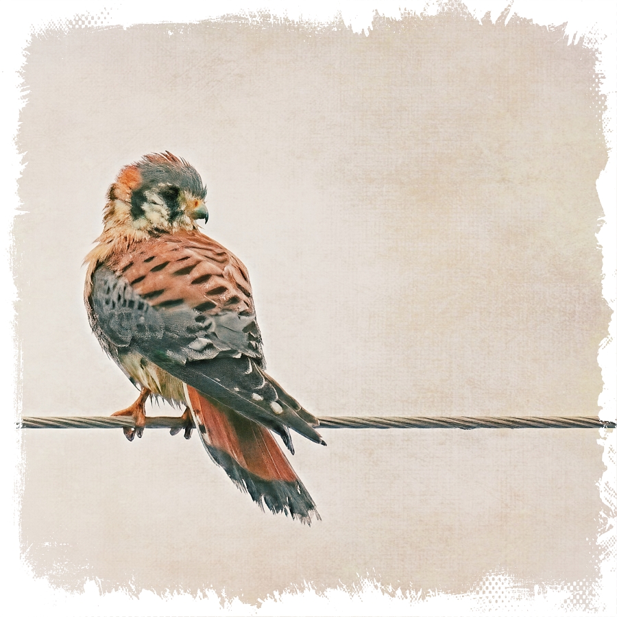 American Kestrel