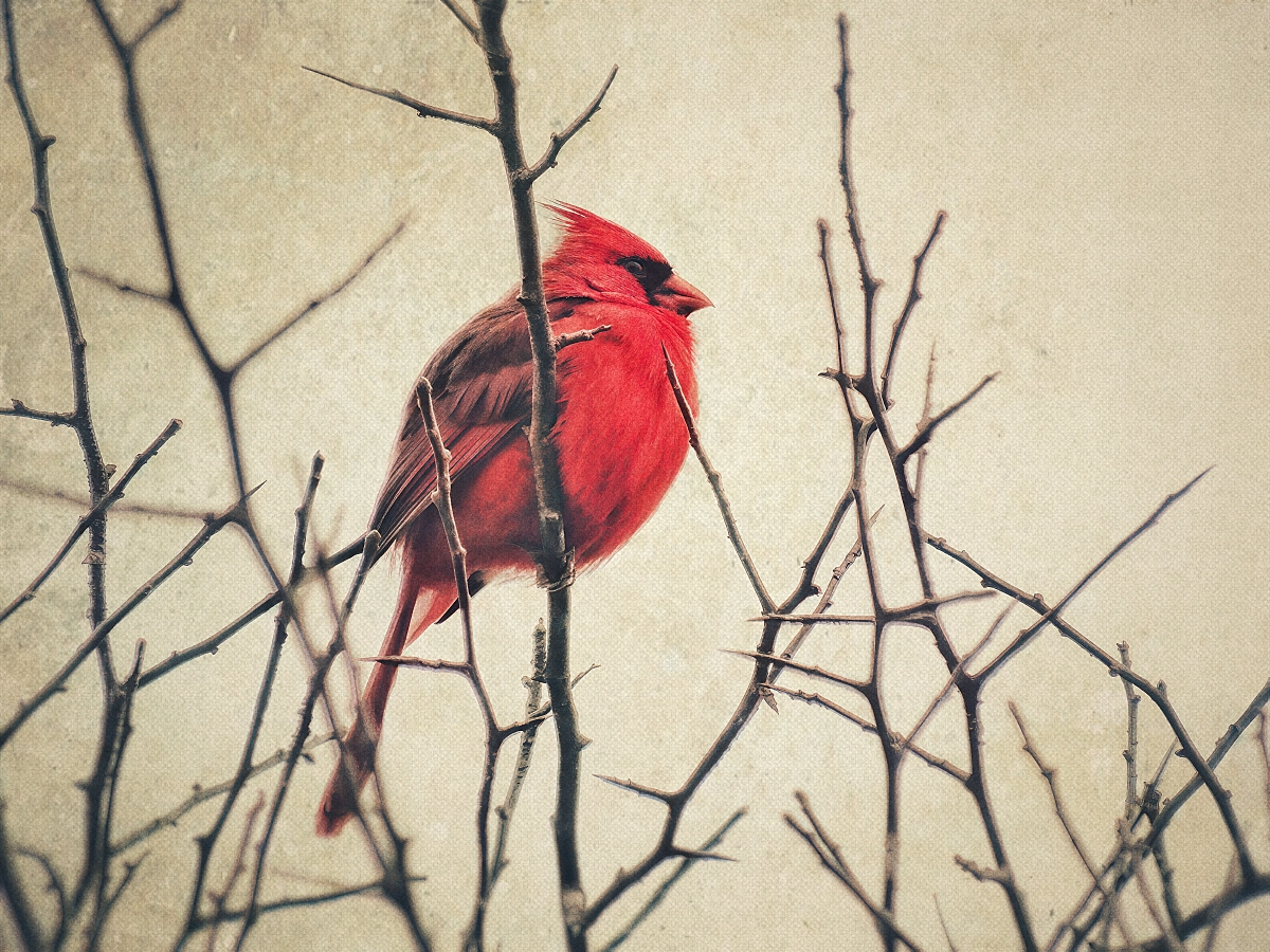 Nature's Valentine