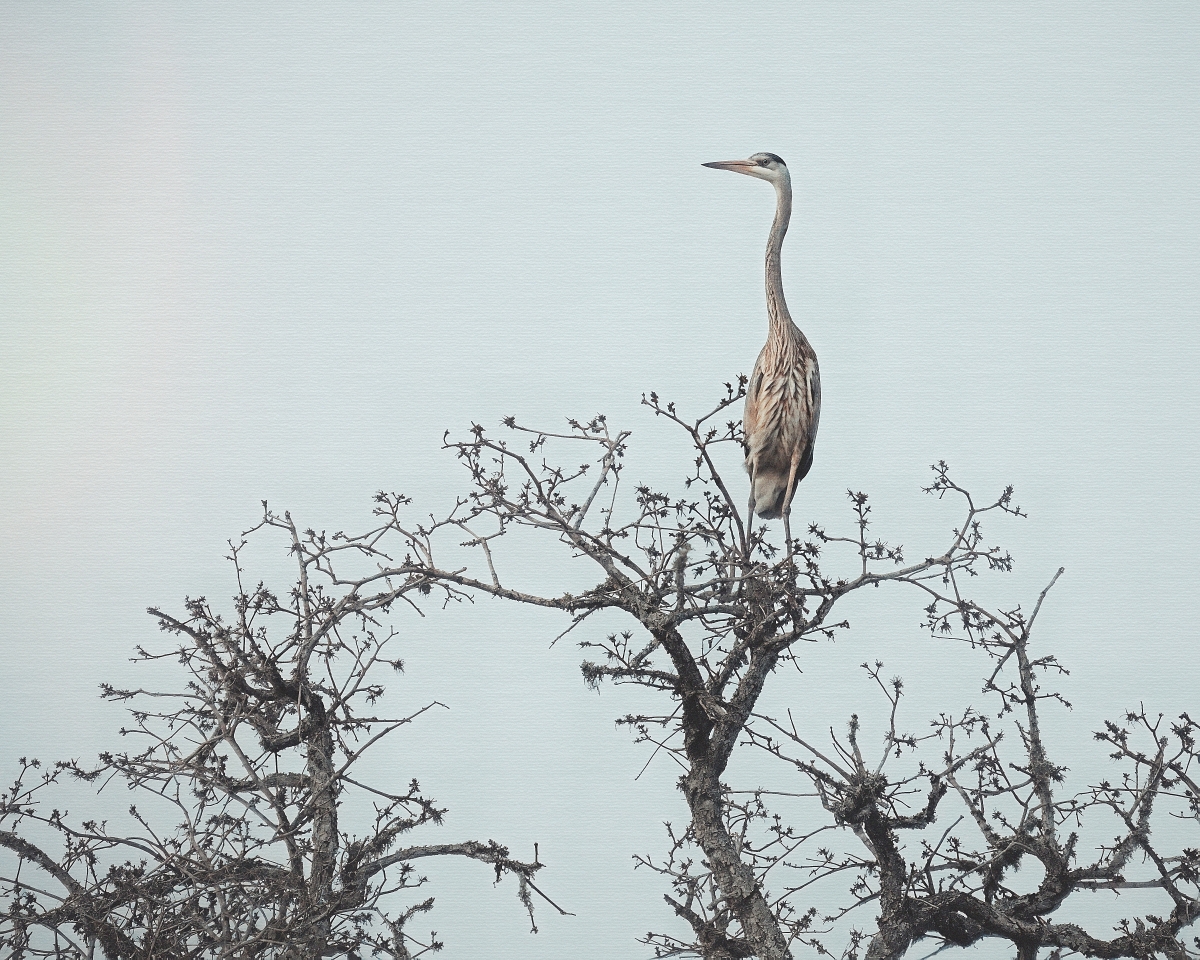 Blue Heron, February Evening