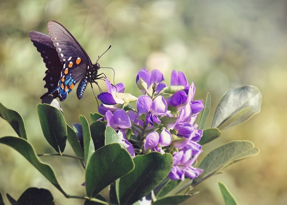 Overture to Spring