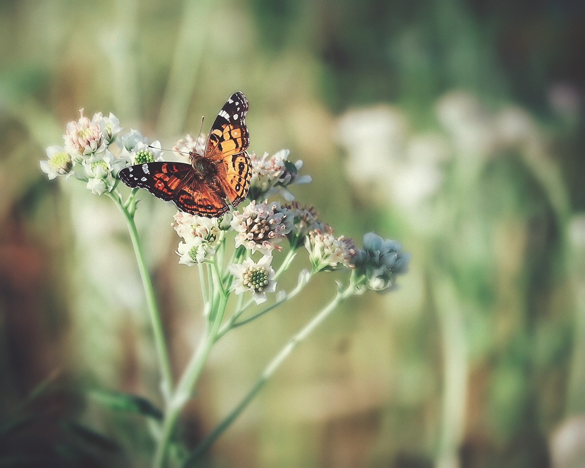 Painted Lady, Old Plainsman
