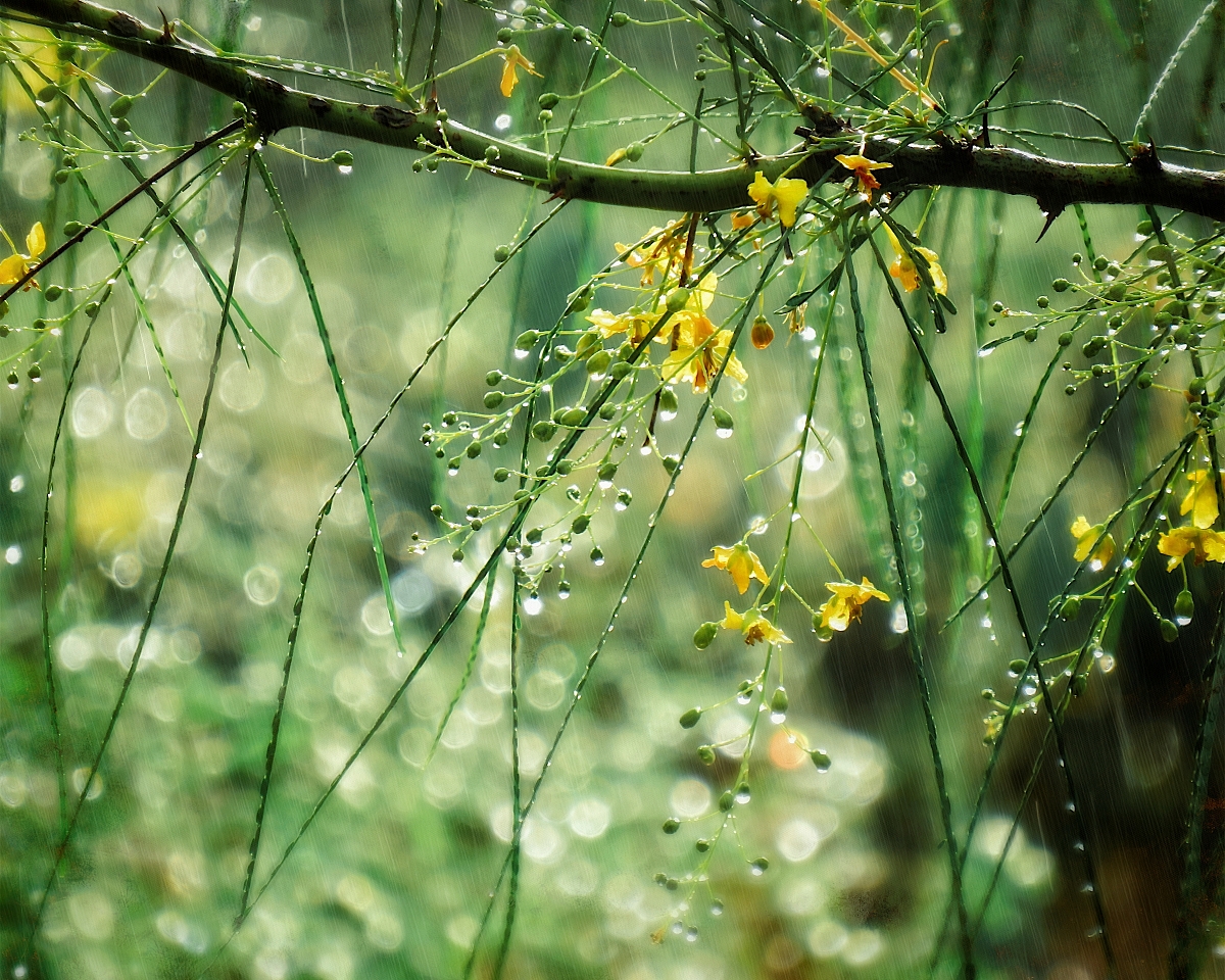 April Shower