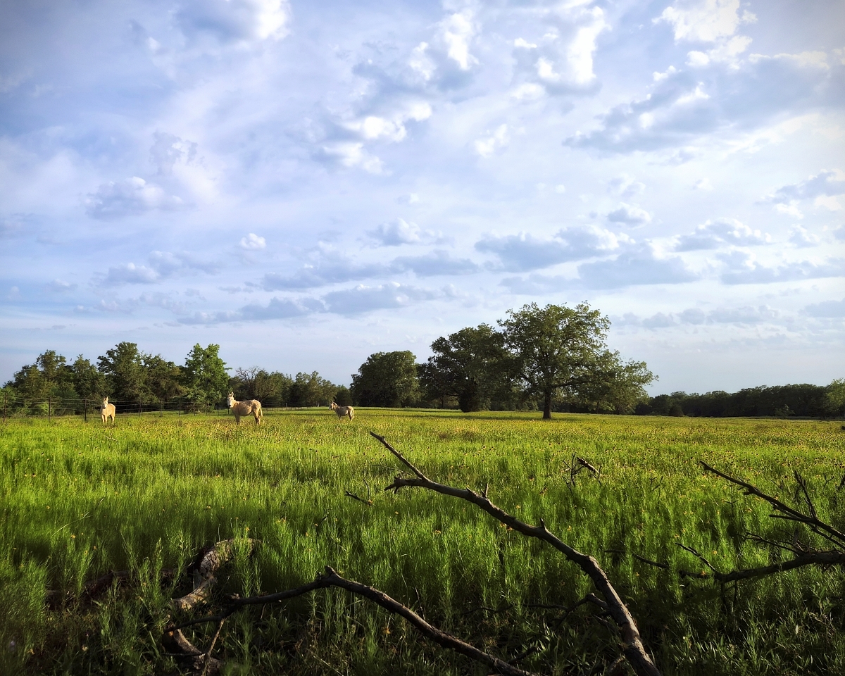 Late Spring Pastorale