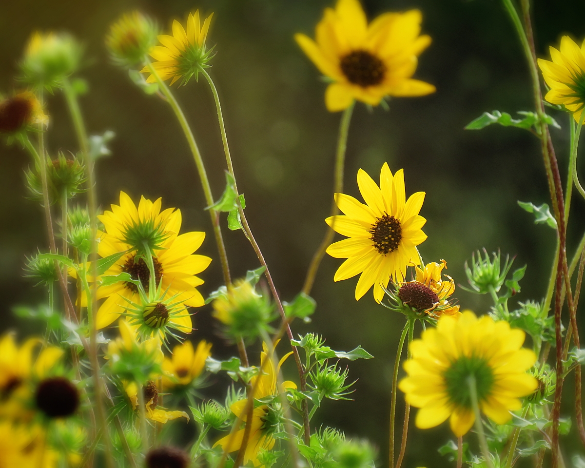 Wild Sunflowers