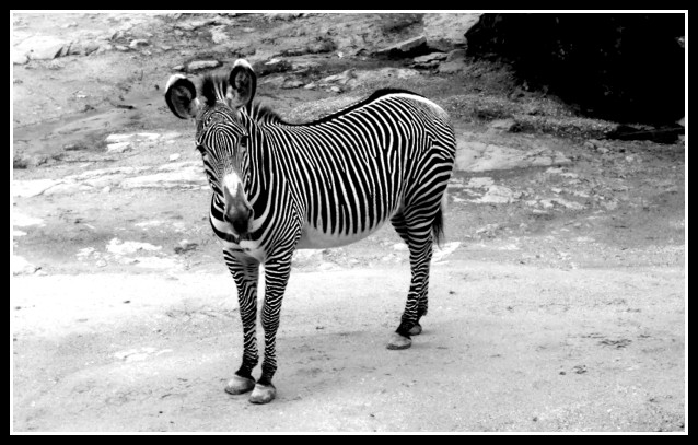 San Antonio Zebra