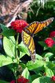 Florida Monarch.jpg
