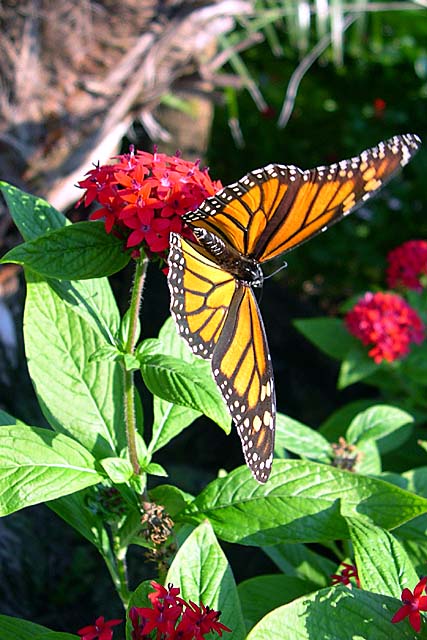 Florida Monarch.jpg