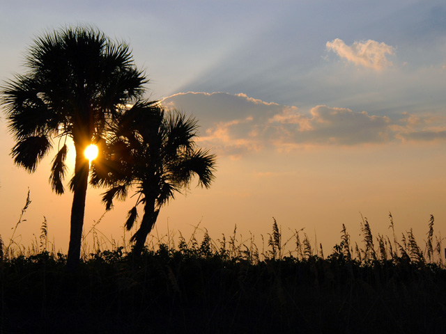 sunset-palms.jpg