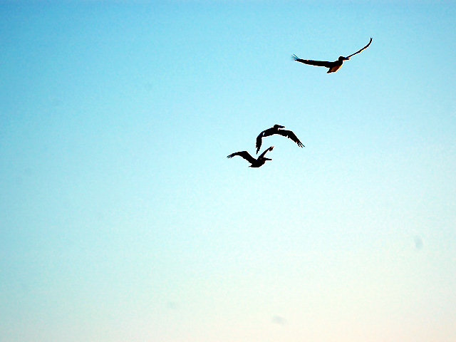 3-Pelicans.jpg