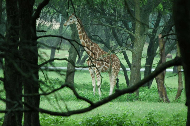 Wild-Kingdom.jpg