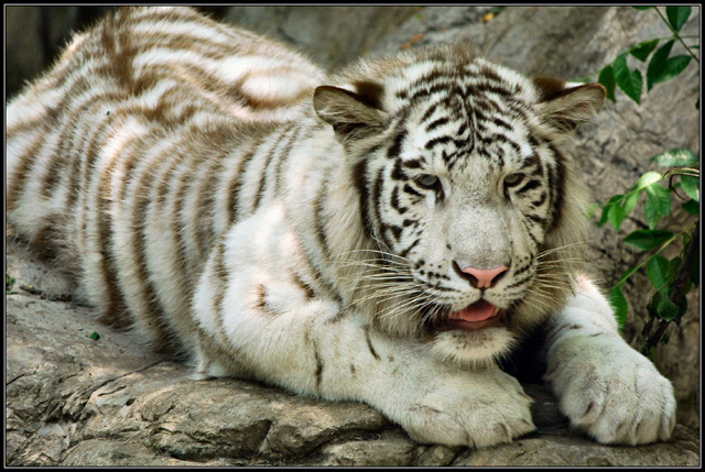 White-Tiger-(web).jpg