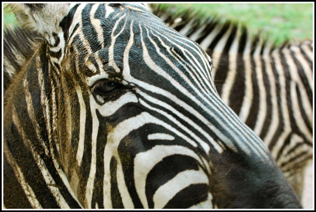 Horses-with-stripes-(web).jpg
