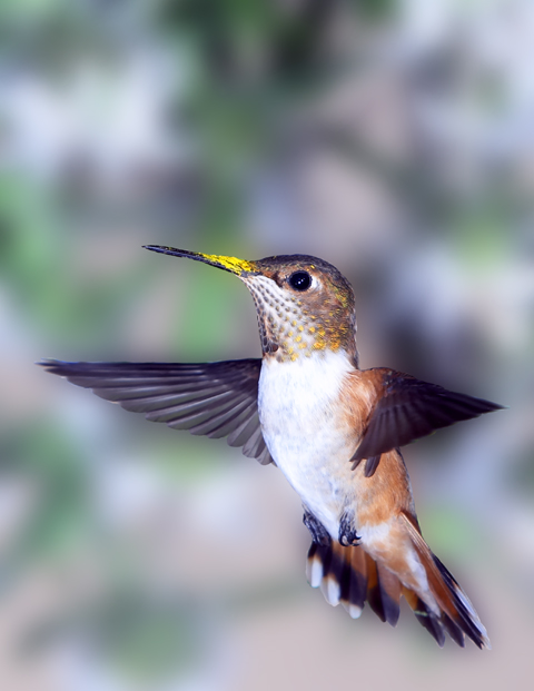 Hummer in flight