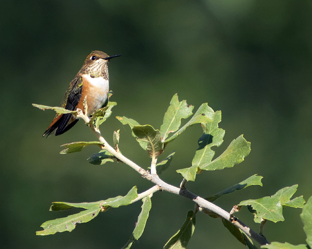 Hummingbird in Tree