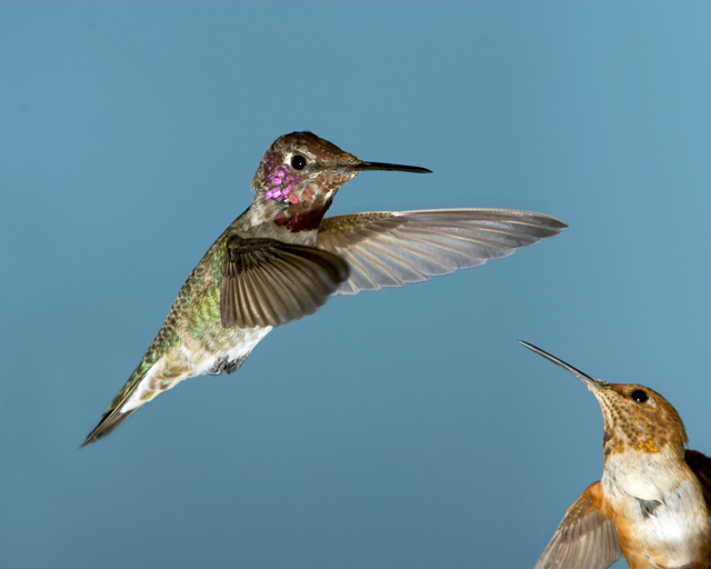 Two Hummingbirds