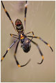 4th macro 018a.jpg