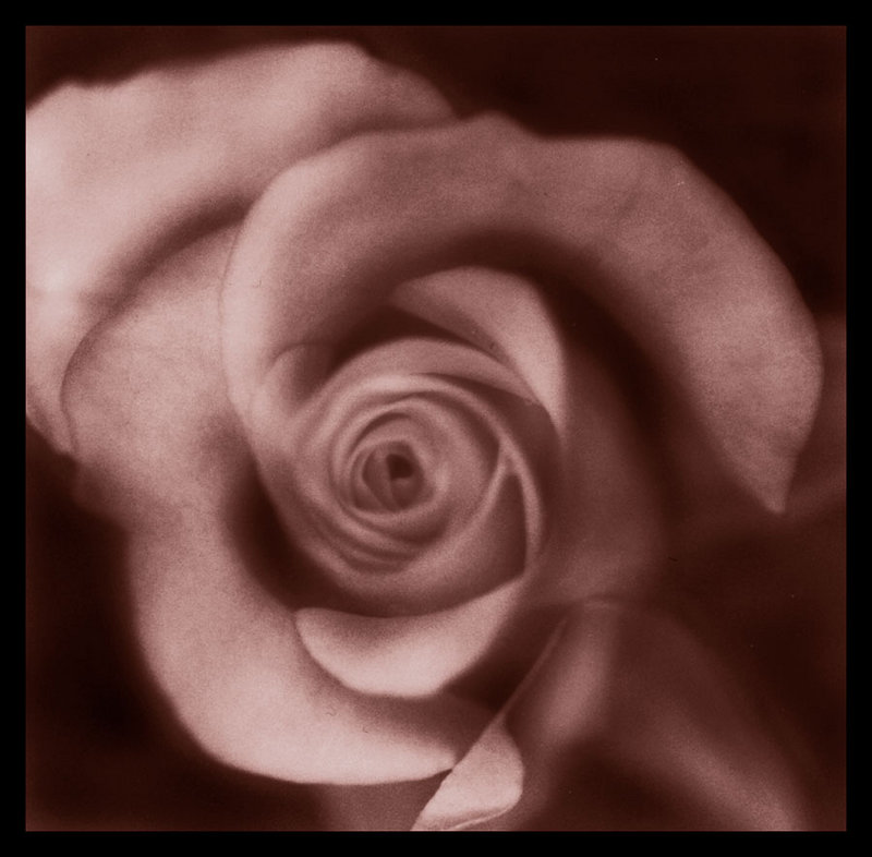 old time rose