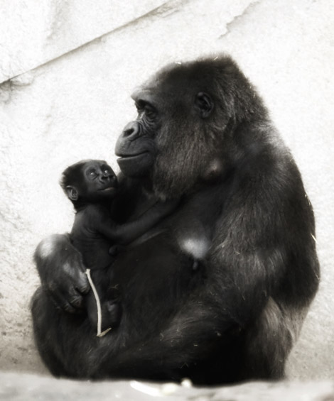 zoo 474 copy.jpg