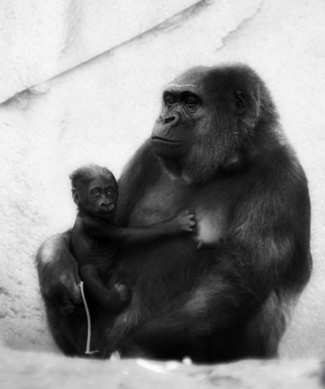 zoo 475a copy.jpg